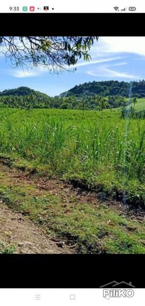 Agricultural Lot for sale in San Remigio - image 2
