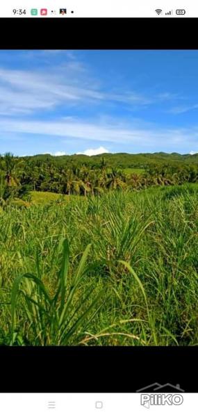 Agricultural Lot for sale in San Remigio in Cebu
