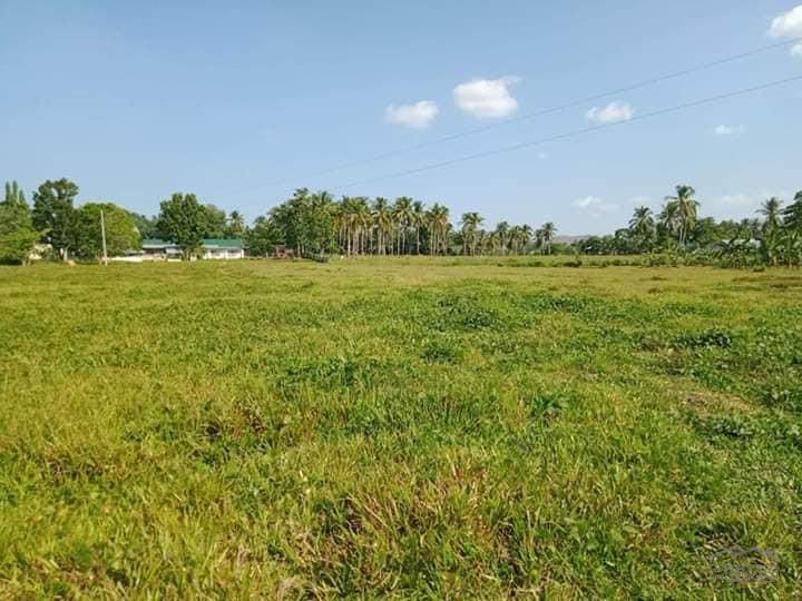 Pictures of Agricultural Lot for sale in Ubay
