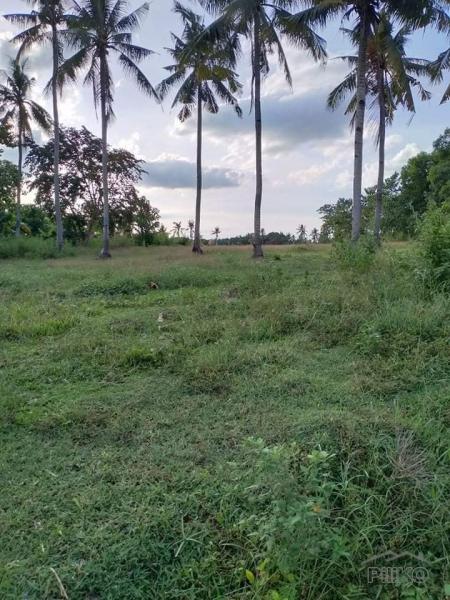 Agricultural Lot for sale in Ubay - image 2