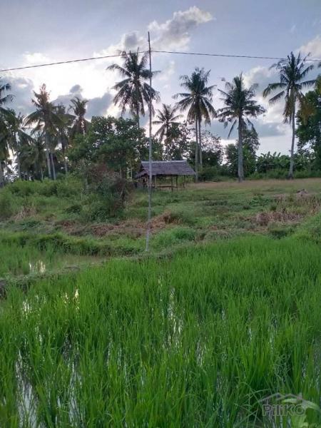 Agricultural Lot for sale in Ubay - image 3