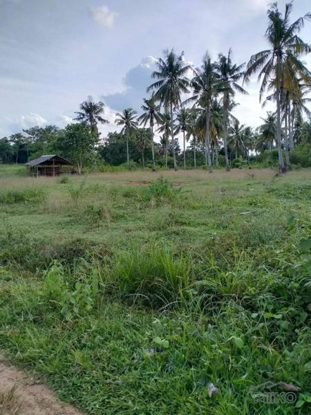 Agricultural Lot for sale in Ubay in Philippines