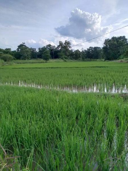 Agricultural Lot for sale in Ubay - image 5