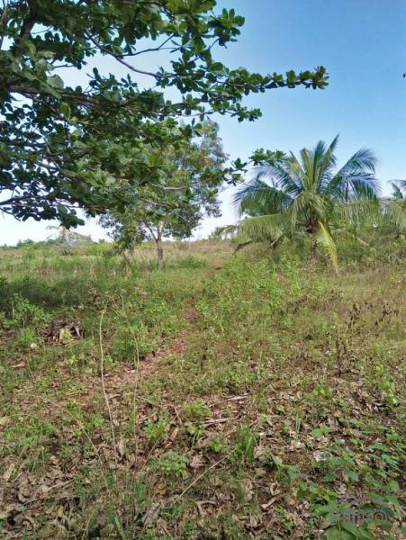 Agricultural Lot for sale in San Francisco - image 3
