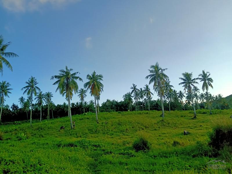 Pictures of Agricultural Lot for sale in Tabogon