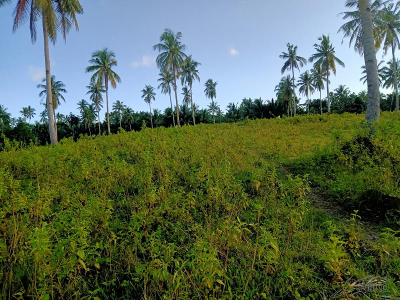 Picture of Agricultural Lot for sale in Tabogon in Cebu
