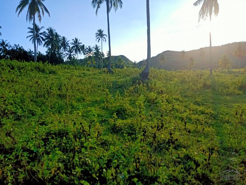 Agricultural Lot for sale in Tabogon in Philippines - image
