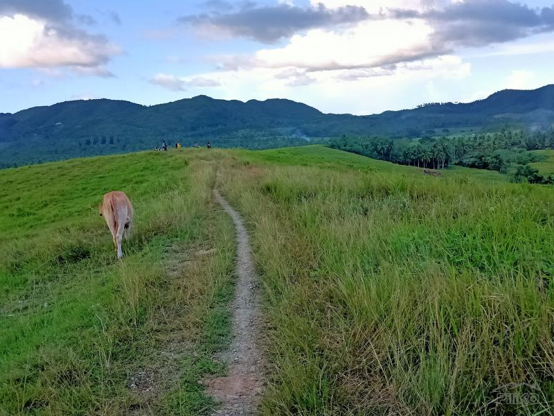 Agricultural Lot for sale in Tabogon - image 7