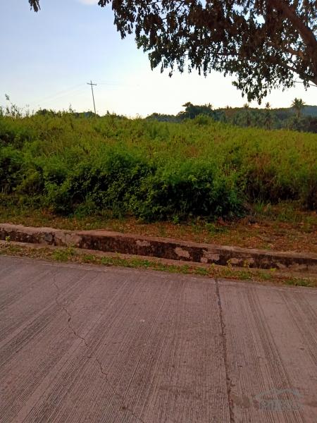 Pictures of Agricultural Lot for sale in Tabogon