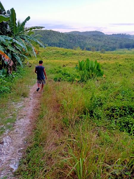 Pictures of Agricultural Lot for sale in Tabogon