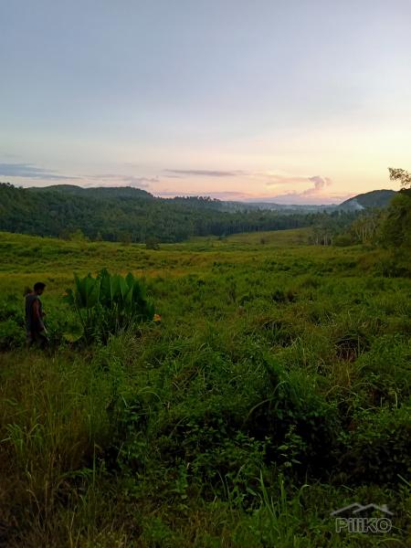 Agricultural Lot for sale in Tabogon - image 2