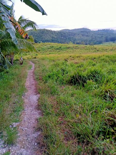 Agricultural Lot for sale in Tabogon - image 3
