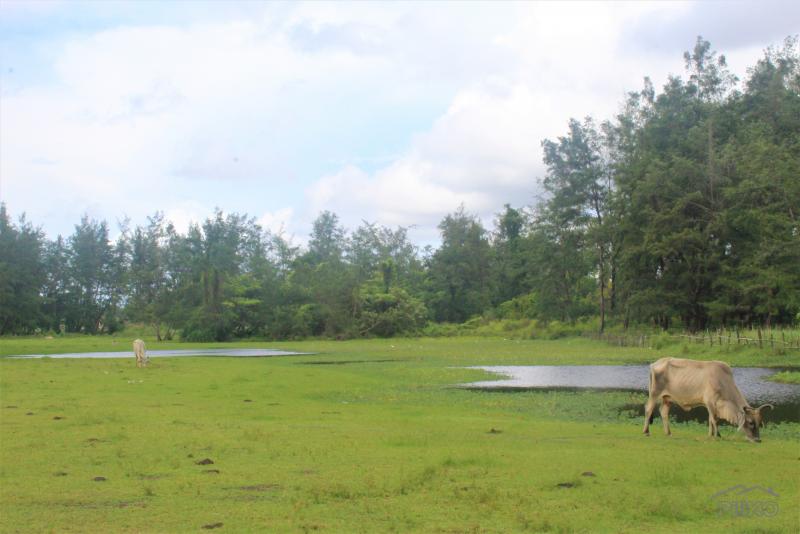 Commercial Lot for sale in San Narciso 482031 Photo 5