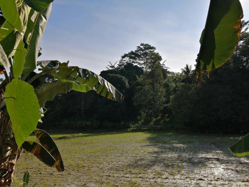 2 bedroom Land and Farm for sale in New Corella - image 2