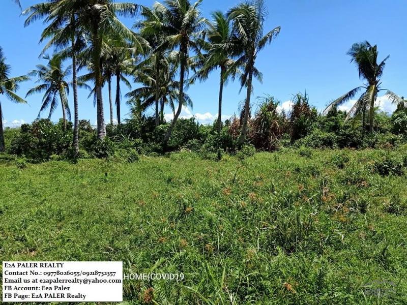 Other lots for sale in Juban in Sorsogon - image