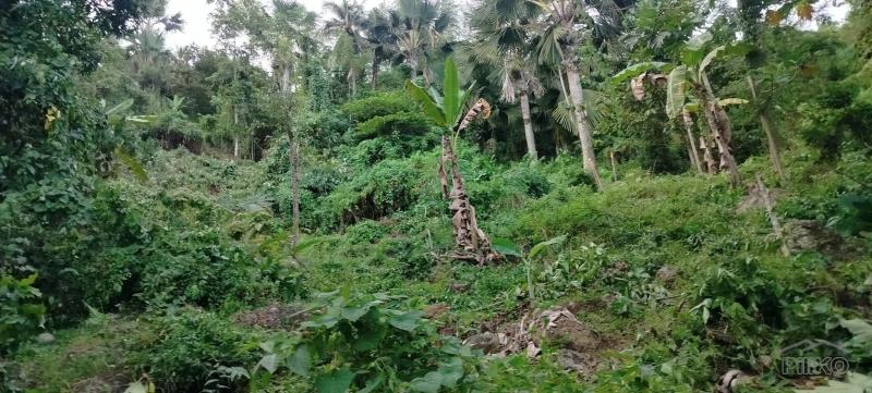 Agricultural Lot for sale in Consolacion - image 3