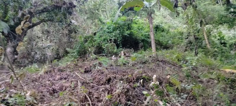 Agricultural Lot for sale in Consolacion - image 4