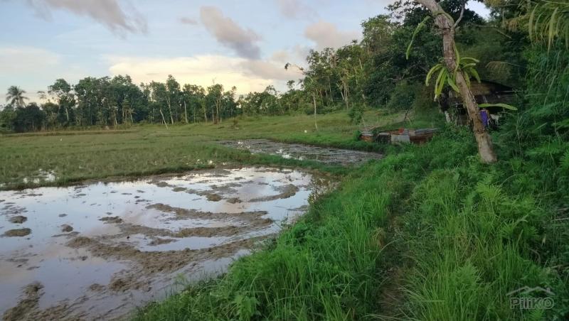 Picture of Agricultural Lot for sale in Sagbayan