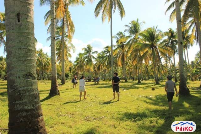Residential Lot for sale in Island Garden City of Samal - image 2