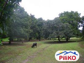 Picture of Agricultural Lot for sale in Iba