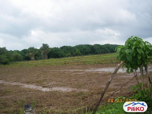 Pictures of Agricultural Lot for sale in Iba