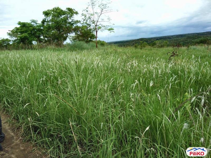 Picture of Agricultural Lot for sale in Iba