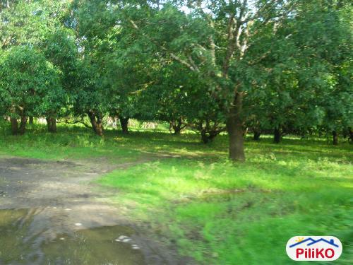 Agricultural Lot for sale in Iba - image 2