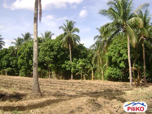 Agricultural Lot for sale in Nasugbu