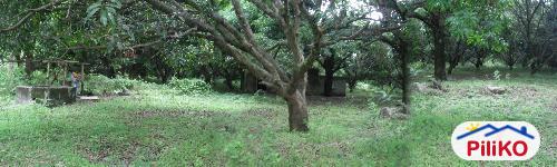 Agricultural Lot for sale in Iba