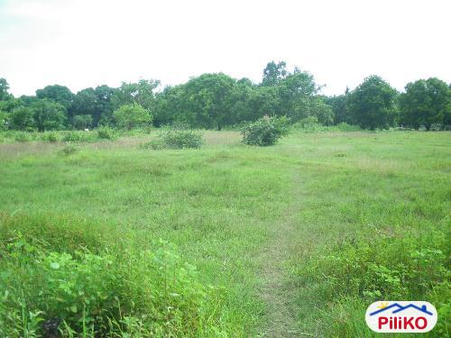 Agricultural Lot for sale in Iba