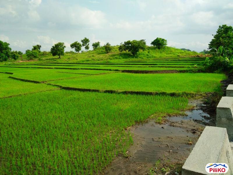 Agricultural Lot for sale in Capas - image 2