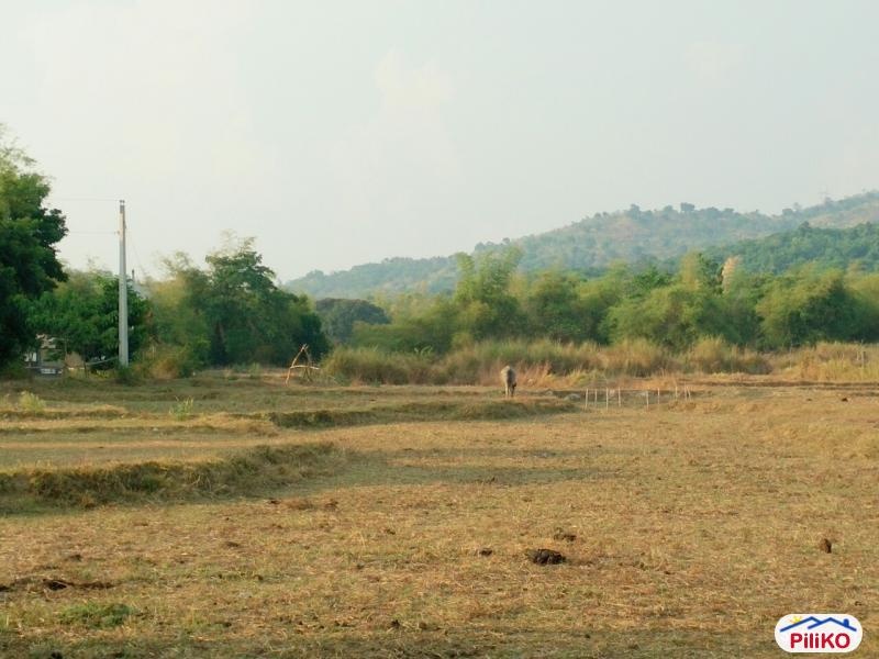 Agricultural Lot for sale in Botolan - image 2