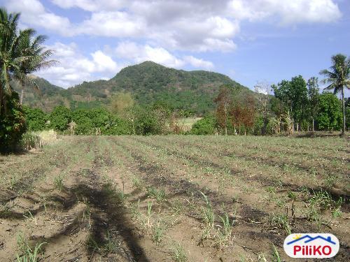 Agricultural Lot for sale in Nasugbu in Batangas