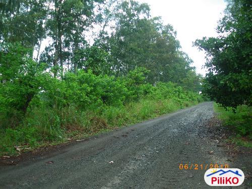 Agricultural Lot for sale in Iba - image 3