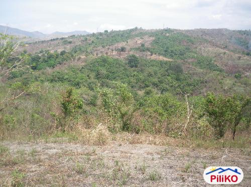 Agricultural Lot for sale in Cabangan - image 3