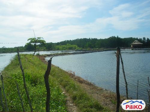 Agricultural Lot for sale in Palauig in Zambales