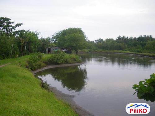 Agricultural Lot for sale in Iba - image 3