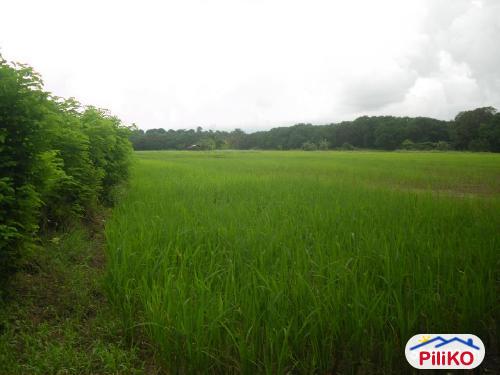 Agricultural Lot for sale in Iba in Zambales