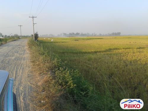 Agricultural Lot for sale in Concepcion - image 3