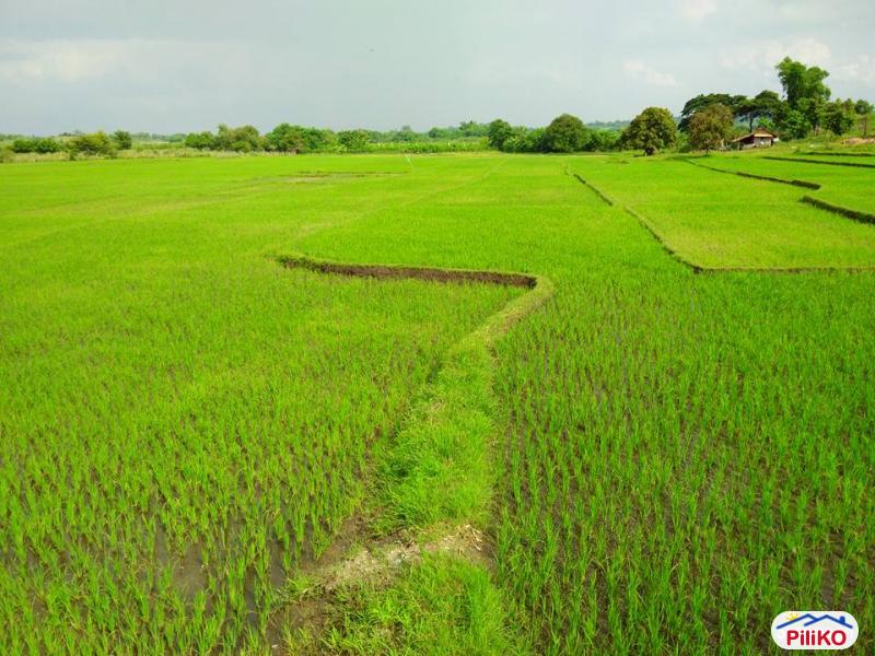 Agricultural Lot for sale in Capas - image 3