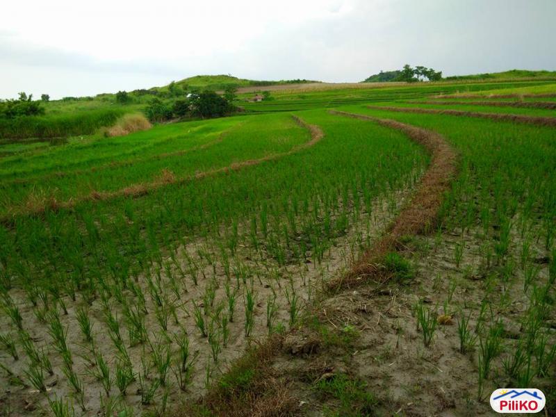 Agricultural Lot for sale in San Jose in Tarlac