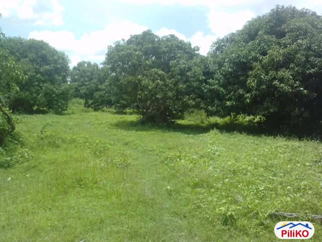 Agricultural Lot for sale in Concepcion in Tarlac