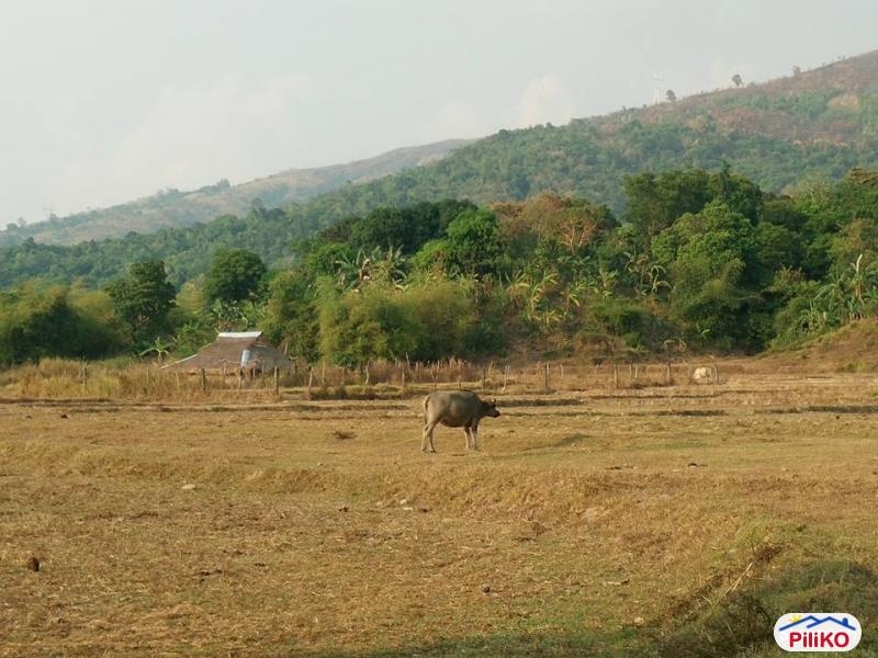 Agricultural Lot for sale in Botolan - image 3
