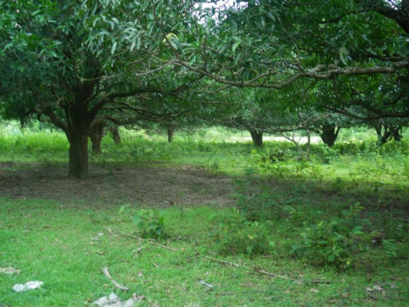 Picture of Land and Farm for sale in Capas