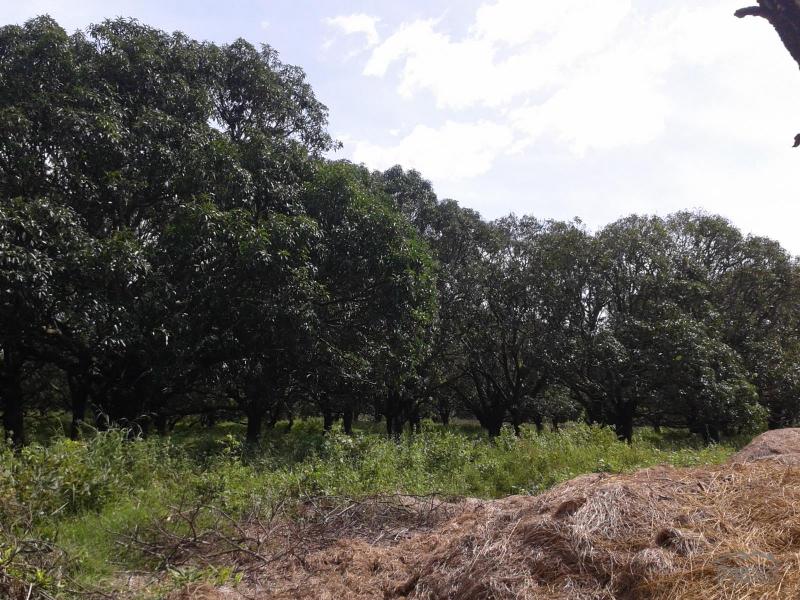 Land and Farm for sale in Capas - image 2