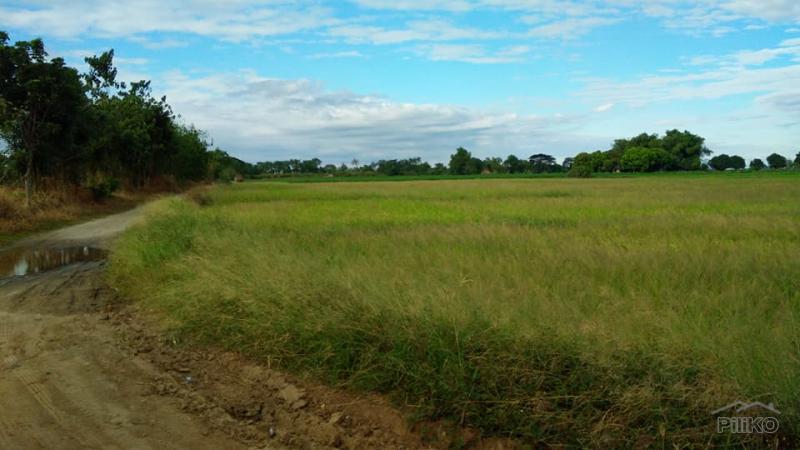 Land and Farm for sale in Capas - image 10