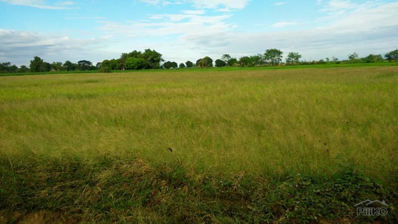 Land and Farm for sale in Capas - image 5