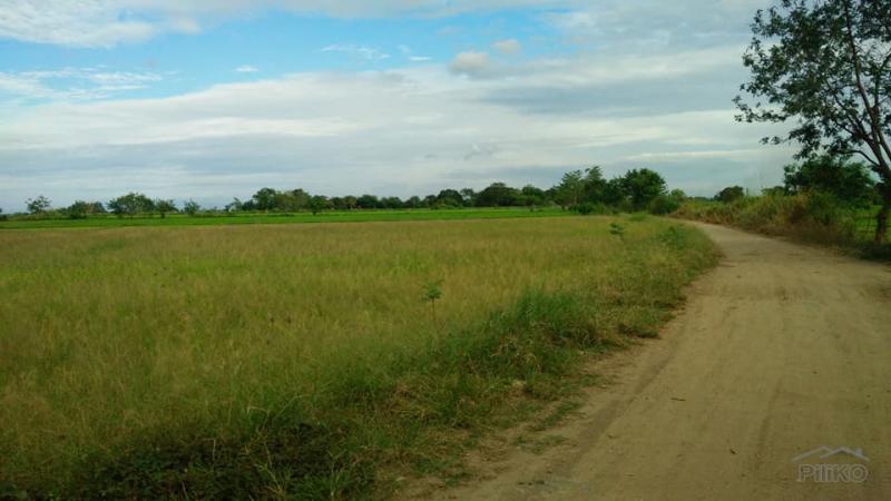 Land and Farm for sale in Capas in Philippines - image