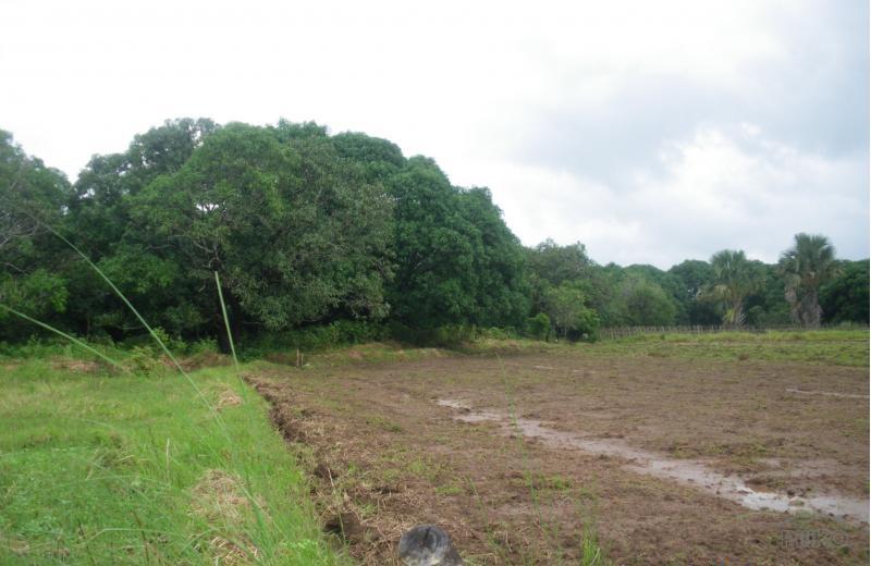 Agricultural Lot for sale in Iba - image 3