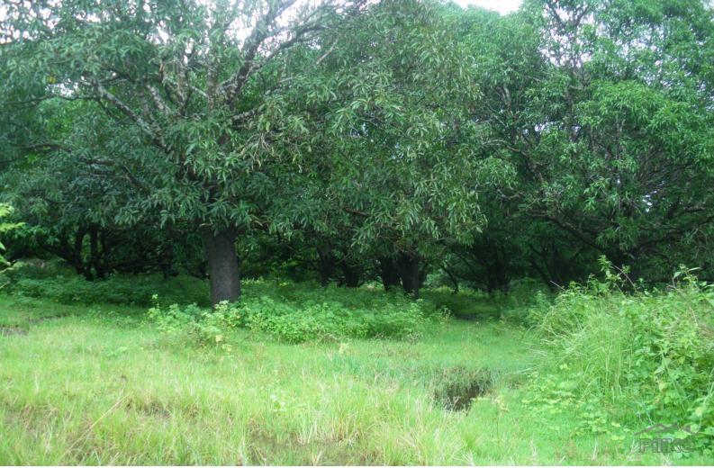 Agricultural Lot for sale in Iba - image 5